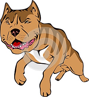 Pitt bull illustration photo