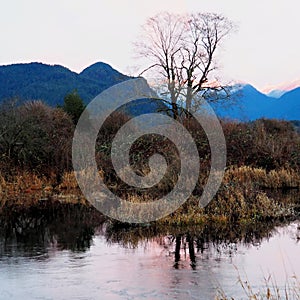 Pitt lake view of a tree near marsh land