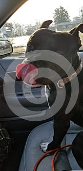 Pittbull on car ride photo