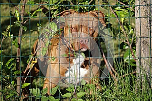 Pittbull dog behind metallic grid photo