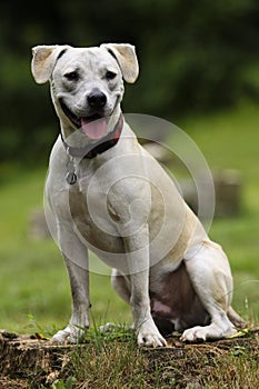 Pittbull Posing for Portrait photo