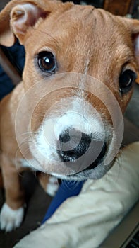 A pittbull puppy hello photo