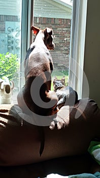 Pittbull thinks she& x27;s a cat photo