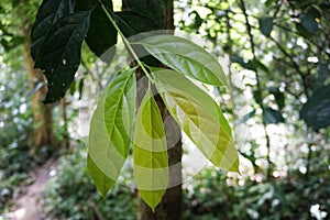 Pittosporopsis kerrii Craib leaves