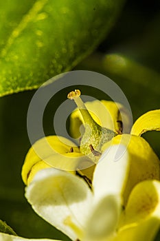 Pittosporum flower