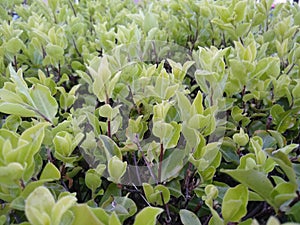 Pittosporum tenuifolium