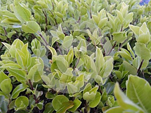 Pittosporum tenuifolium