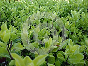 Pittosporum tenuifolium