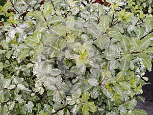 Pittosporum tenuifolium `Irene Patterson`