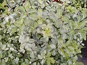 Pittosporum tenuifolium 'Irene Patterson' photo
