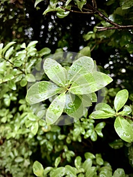 Pittosporum tenuifolium, leaves with dew. close up, Vertical photo image.