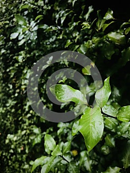 Pittosporum tenuifolium, leaves with raindrops. Vertical photo image.