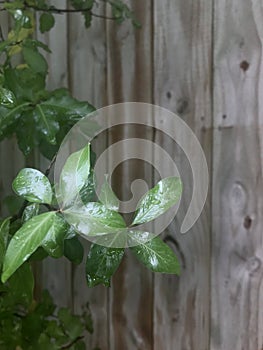 Pittosporum tenuifolium, leaves with raindrops, wooden plank as background.