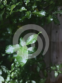 Pittosporum tenuifolium, leaves with water drops , wooden fence as background.