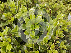 Pittosporum tenuifolium `Midget`