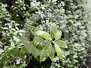 Pittosporum tenuifolium, with rain drops.