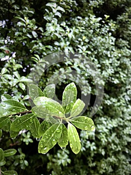 Pittosporum tenuifolium, with rain drops. Vertical photo image.