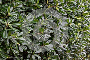 Pittosporum tobira or Australian laurel plants photo