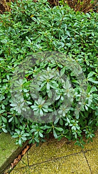 Pittosporum tobira or Australian laurel pruned globe form plant