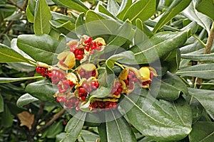 Pittosporum tobira fruits, seeds and leaves