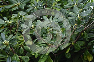 Pittosporum tobira Japanese cheesewood