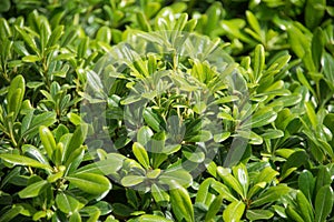 Pittosporum tobira Nana in a green background photo