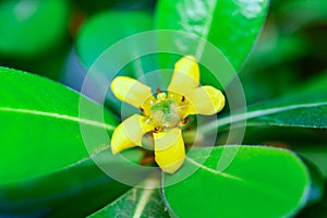 Pittosporum tobira - yellow five-petalled flowers of a tropical plant from the collection of a botanical garden