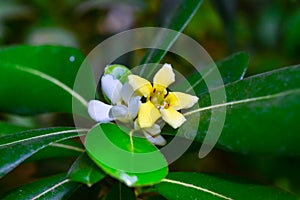 Pittosporum tobira - yellow five-petalled flowers of a tropical plant from the collection of a botanical garden