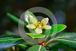 Pittosporum tobira - yellow five-petalled flowers of a tropical plant from the collection of a botanical garden