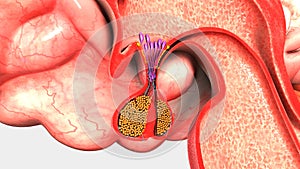 Pituitary Gland