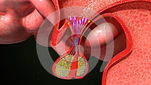 Pituitary gland