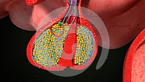 Pituitary gland