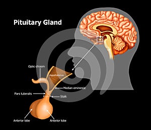 pituitary-gland