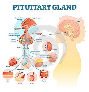 Pituitary gland anatomical vector illustration diagram, educational medical scheme