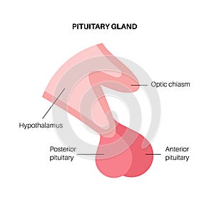 Pituitary gland anatomy