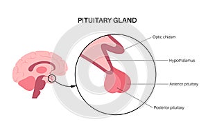 Pituitary gland anatomy