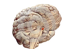 Pituitary gland anatomy in the brain, 3D illustration