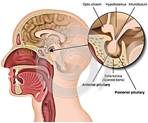 Pituitary gland anatomy 3d medical vector illustration isolated on white background hypothalamus in human brain photo