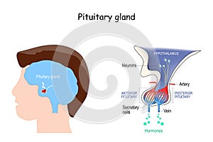 Pituitary gland anatomy. Hormones. location of hypophysis