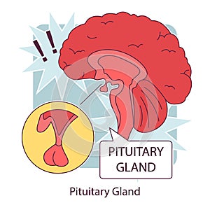 Pituitary gland anatomy. Human endocrine system, brain and hypothalamus