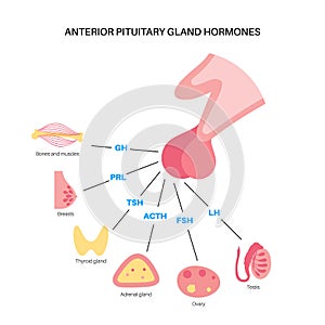 Pituitary gland hormones photo