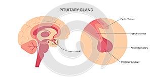 Pituitary gland anatomy photo