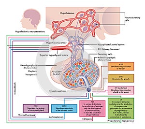Pituitary Gland functions