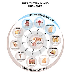 Pituitary gland hormones