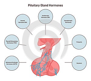 Pituitary gland hormones. Endocrine system organ located at the base