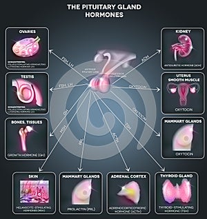 Pituitary gland hormones photo