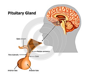 Pituitary-gland photo