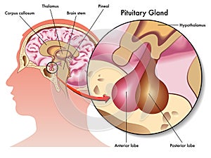 Pituitary gland photo