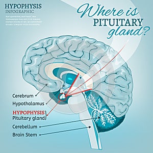 Pituitary gland vector