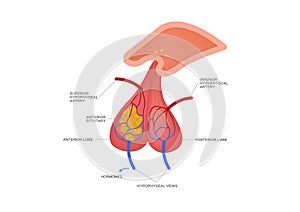 Pituitary gland vector / human anatomy